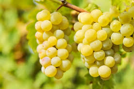 A szőlőben található rezveratrol szerepet játszhat az életkor meghosszabbításában.