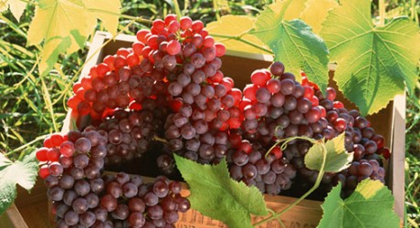A szőlőben található rezveratrol szerepet játszhat az életkor meghosszabbításában.