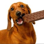 A csoki nem kutyának való