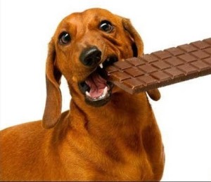 A csoki nem kutyának való