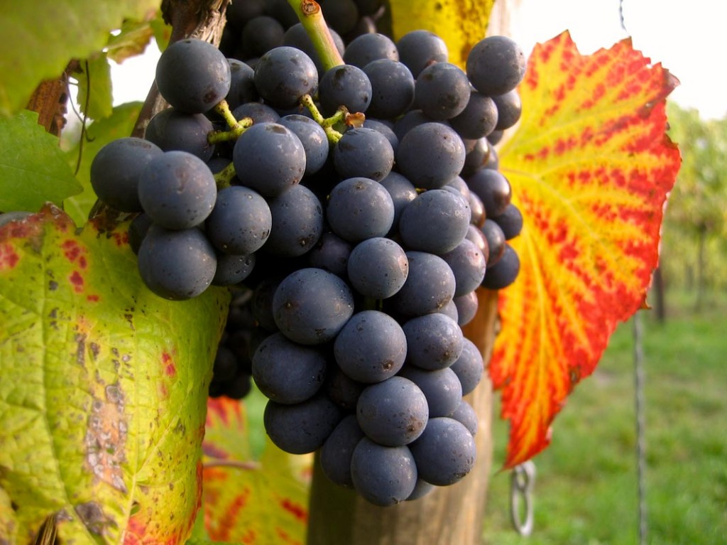 Miből lesz a minőségi vörösbor? A minőségi szőlőből!