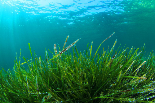 Egészség a tengerek mélyéről, a spirulina alga segítségével