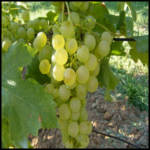 Minden, amit tudnod kell a chardonnay szőlő hatásáról