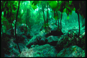 Egészség a tengerek mélyéről, spirulina alga segítségével