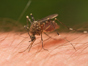 Természetes szúnyogriasztó a kellemetlen szúnyogcsípések elkerülése érdekében